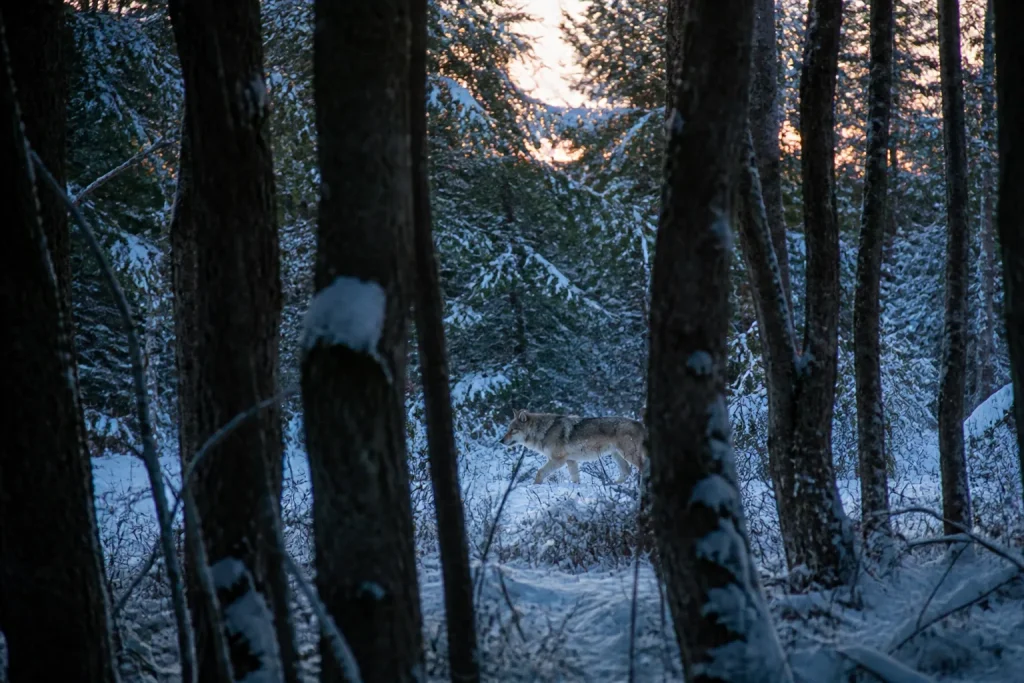 Berger et chien de protection au petit matin près d'un parc de nuit en filet électrifié sur un alpage.