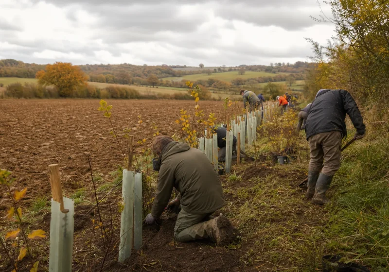 Jeune haie champêtre fraîchement plantée le long d'un champ, avec des protections en bois autour des plants.